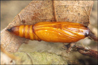 Haritalodes derogata (Fabricius, 1775) - ������ ���������