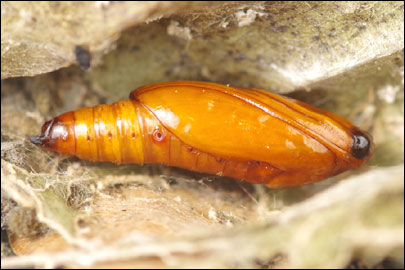 Haritalodes derogata (Fabricius, 1775) - ������ ���������