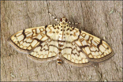 Haritalodes derogata (Fabricius, 1775) - ������ ���������