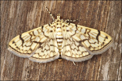 Haritalodes derogata (Fabricius, 1775) - ������ ���������