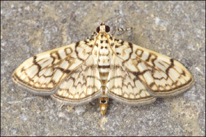 Haritalodes derogata (Fabricius, 1775) - ������ ���������