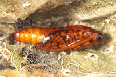 Haritalodes derogata (Fabricius, 1775) - ������ ���������