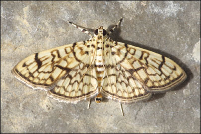 Haritalodes derogata (Fabricius, 1775) - ������ ���������