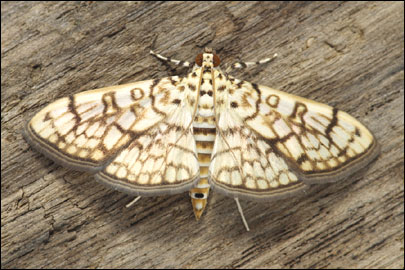 Haritalodes derogata (Fabricius, 1775) - ������ ���������