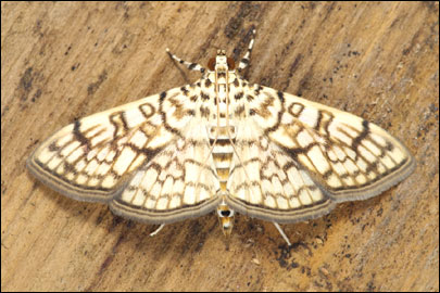 Haritalodes derogata (Fabricius, 1775) - ������ ���������