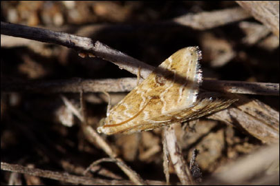 Hellula undalis (Fabricius, 1781) - ������ ���������
