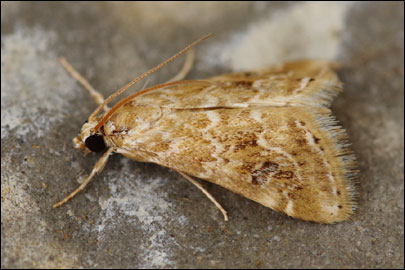 Hellula undalis (Fabricius, 1781) - ������ ���������