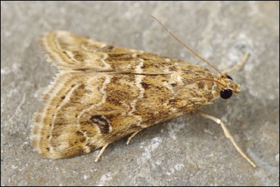 Hellula undalis (Fabricius, 1781) - ������ ���������