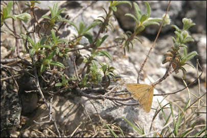 Loxostege shirazalis (Amsel, 1961) - ������ ���������