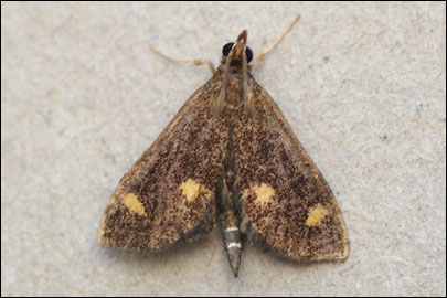 Ostrinia quadripunctalis ([Denis et Schiffermuller], 1775) - ������ ���������������