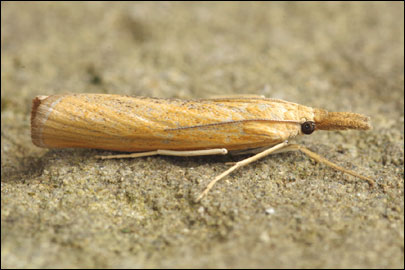 Pediasia luteella ([Denis & Schiffermuller], 1775) - �������� �����