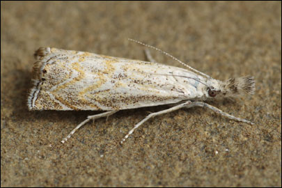 Platytes cerussella ([Denis et Schiffermuller], 1775) - �������� ---