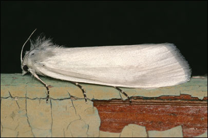 Scirpophaga praelata (Scopoli, 1763) -  