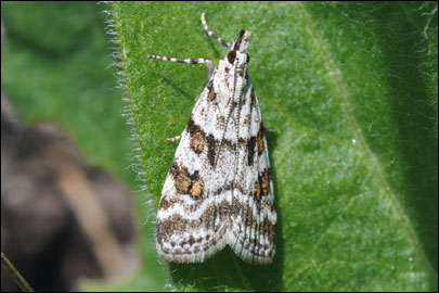 Scoparia pyralella ([Denis & Schiffermuller], 1775) - ������ ������������