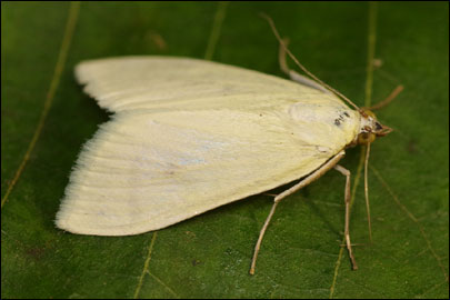 Sitochroa palealis (Denis & Schiffermuller, 1775) - ������ �������