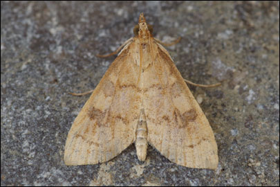 Udea fulvalis (Hubner, [1809]) - ������ ���������