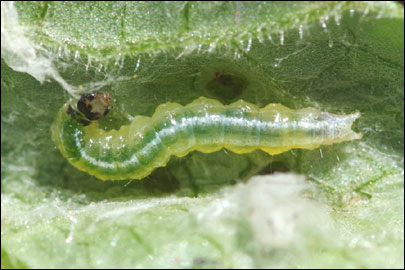 Udea prunalis (Denis & Schiffermuller, 1775) - ������ ��������