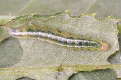 Udea prunalis (Denis & Schiffermuller, 1775) - ������ ��������