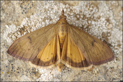 Uresiphita gilvata (Fabricius, 1794) -  