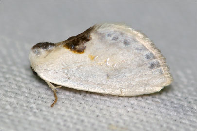 Cilix glaucata (Scopoli, 1763) - Тупокрылка белая