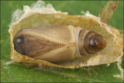 Cilix glaucata (Scopoli, 1763) - Тупокрылка белая