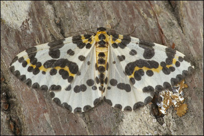 Abraxas grossulariata (Linnaeus, 1758) - Пяденица крыжовниковая