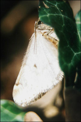 Alsophila aescularia ([Denis & Schiffermuller], 1775) - Пяденица пушистая