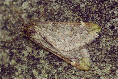 Alsophila aescularia ([Denis & Schiffermuller], 1775) - �������� ��������
