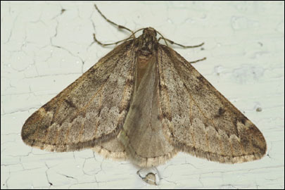 Alsophila aescularia ([Denis & Schiffermuller], 1775) - �������� ��������