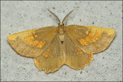 Angerona prunaria (Linnaeus, 1758) -  