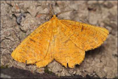 Angerona prunaria (Linnaeus, 1758) - �������� ��������