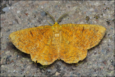 Angerona prunaria (Linnaeus, 1758) - �������� ��������