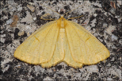 Angerona prunaria (Linnaeus, 1758) - �������� ��������