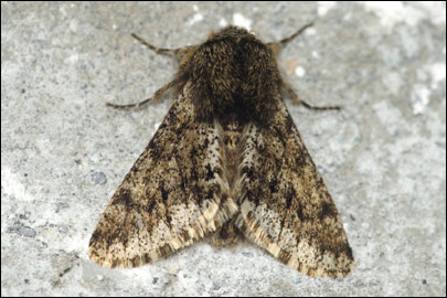 Apocheima hispidaria ([Denis & Schiffermuller], 1775) -  