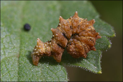 Apochima flabellaria (Heeger, 1838) -  