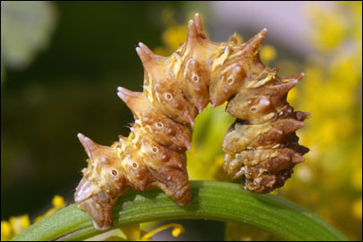 Apochima flabellaria (Heeger, 1838) -  