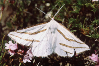 Aspitates mundataria (Stoll, 1782) - �������� �������