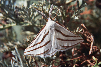 Aspitates mundataria (Stoll, 1782) - �������� �������