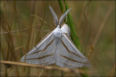 Aspitates mundataria (Stoll, 1782) - �������� �������