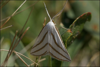 Aspitates mundataria (Stoll, 1782) - �������� �������