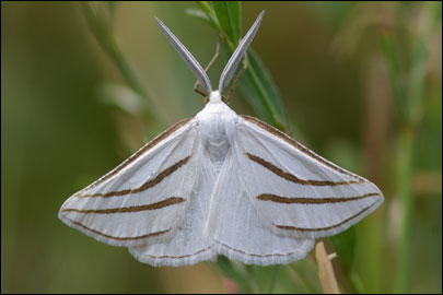Aspitates mundataria (Stoll, 1782) - �������� �������