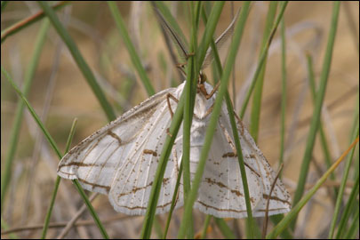 Aspitates mundataria (Stoll, 1782) - �������� �������