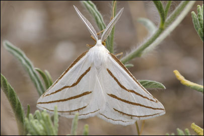 Aspitates mundataria (Stoll, 1782) - �������� �������
