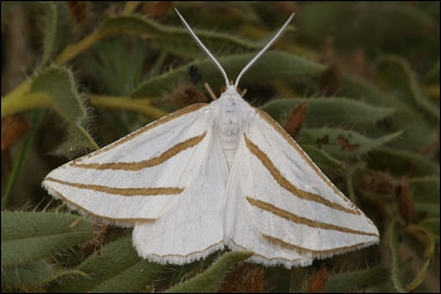 Aspitates mundataria (Stoll, 1782) - �������� �������