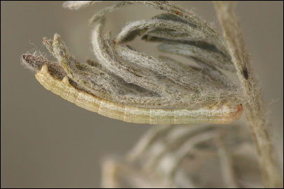 Aspitates mundataria (Stoll, 1782) - �������� �������