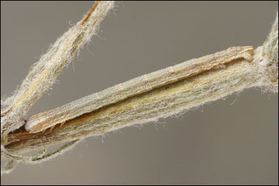 Aspitates mundataria (Stoll, 1782) - �������� �������