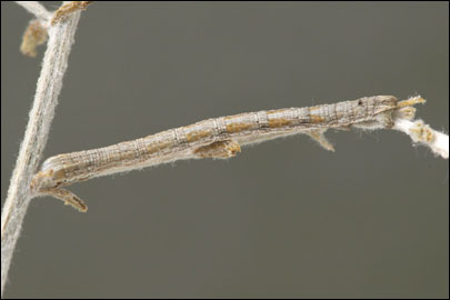 Aspitates mundataria (Stoll, 1782) - �������� �������