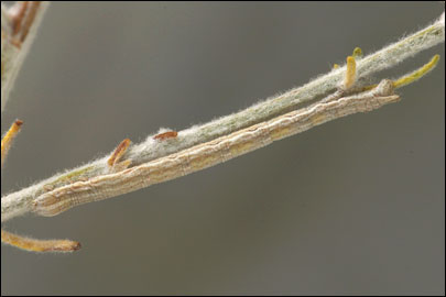 Aspitates mundataria (Stoll, 1782) - �������� �������