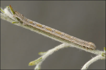 Aspitates mundataria (Stoll, 1782) - �������� �������