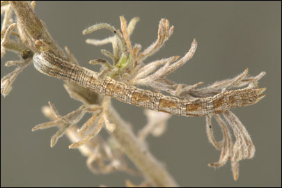 Aspitates mundataria (Stoll, 1782) - �������� �������